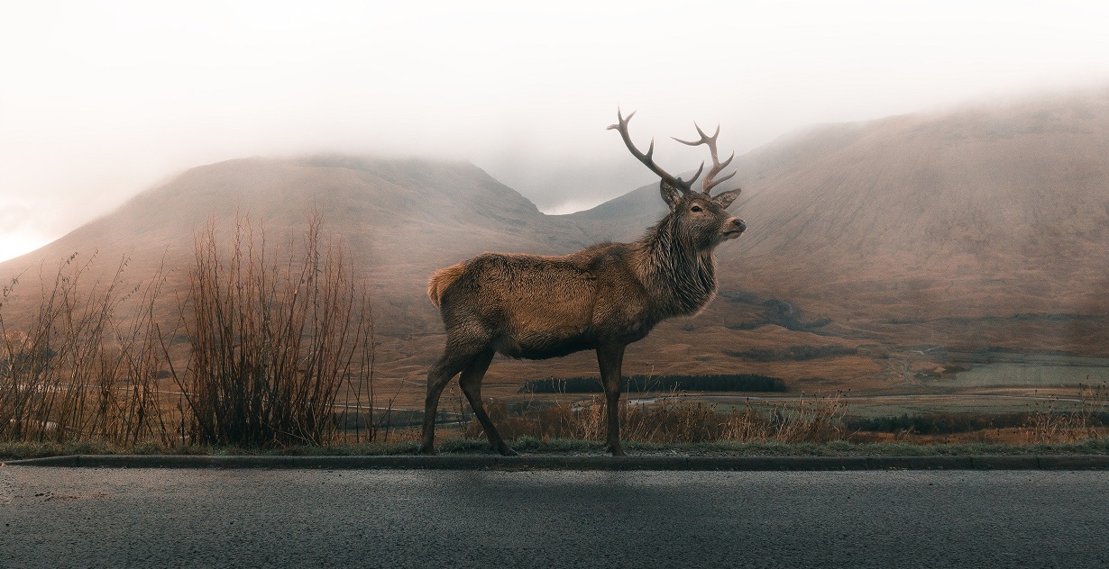 2019 Livestock Herd Scheme Values